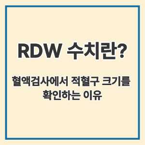 RDW 수치란?